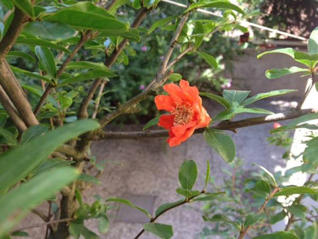 Fiori Al Vaticano68 Roma Dış mekan fotoğraf